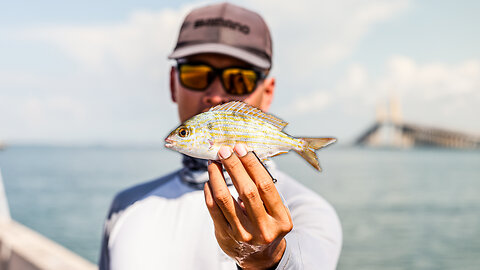 GIANT Gag Grouper Caught From the SKYWAY PIER!