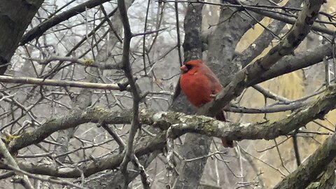 Male Cardinal in a tree