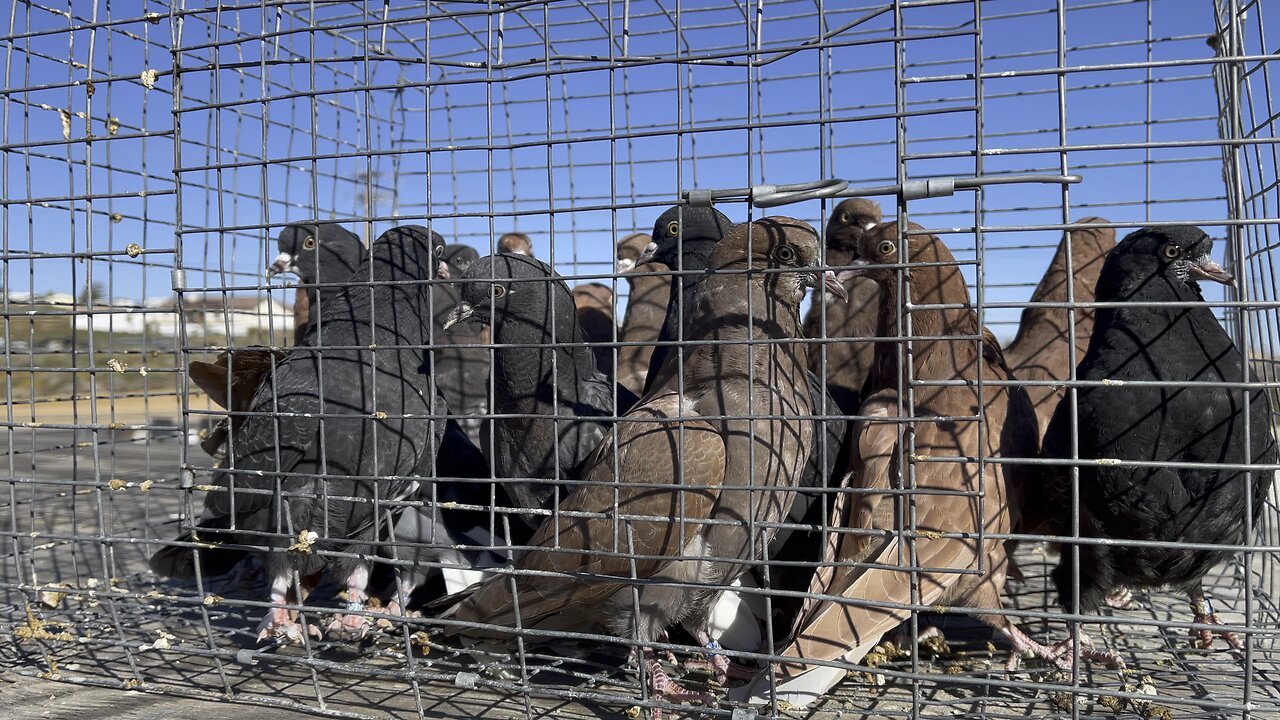 #CaliforniaSpinners #birminghamRollers 2023