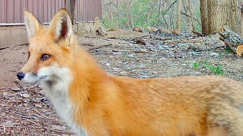 Mother Fox on High Alert While Her Cubs Play
