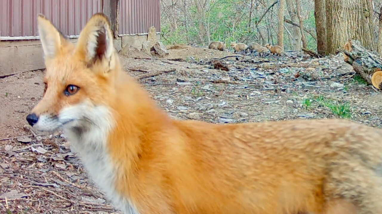 Mother Fox on High Alert While Her Cubs Play
