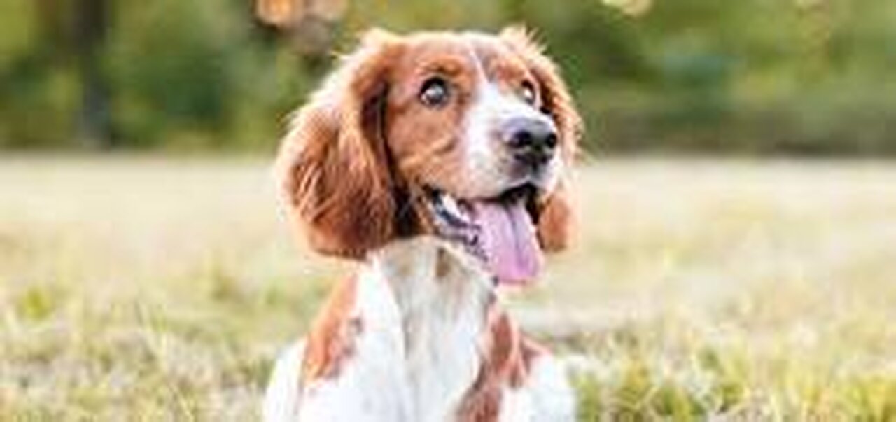 Puppy training at the shelter-the first things to teach a puppy