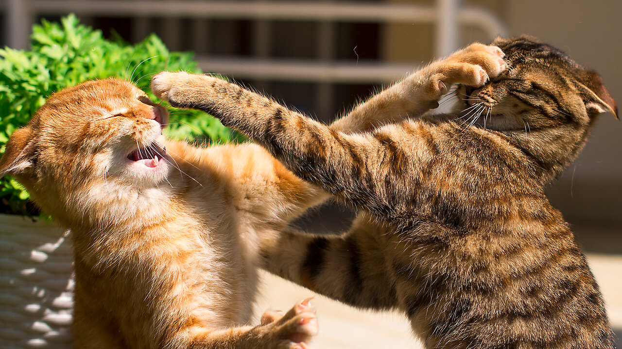 FUNNY MOMENTS The Cat Fight