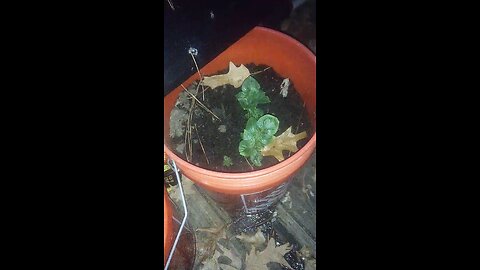 russet potatoes in buckets