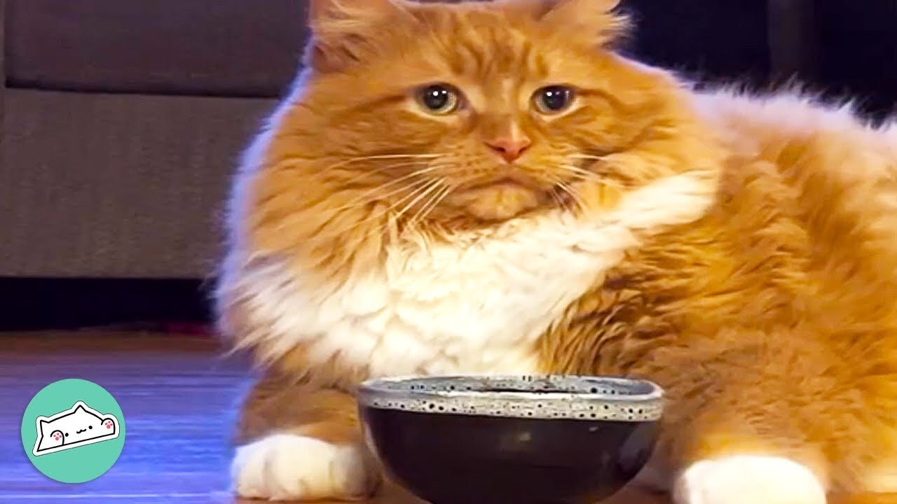 Fluffy Cat Won’t Stop Rocking Bowl Until She Gets Snack | Furry Buddies