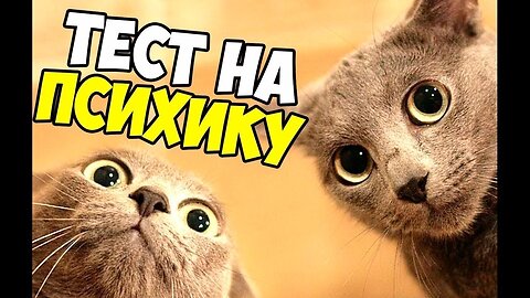 #cat #jokes #prank Prank Cats. Funny Video About Cats 100% positive!!!