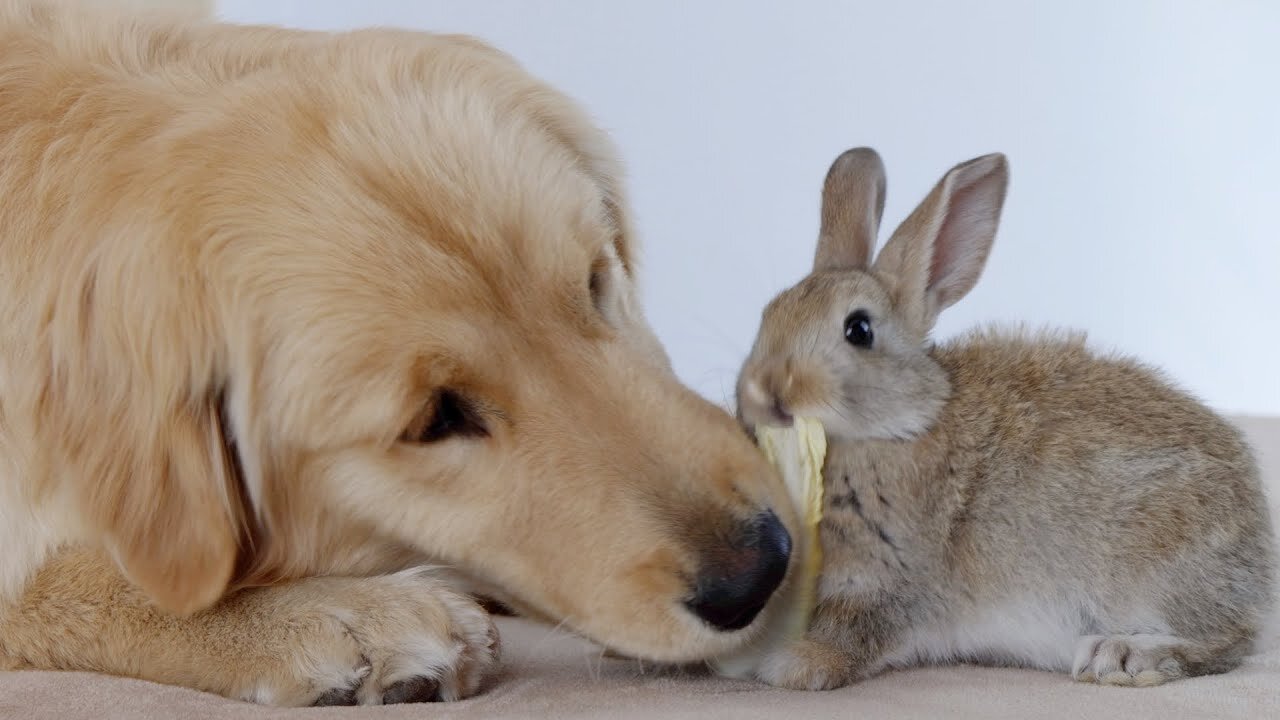 Golden Retriever Stole the Cabbage from the Bunny