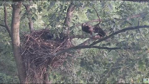 Hays Juvenile H13 flys off the nest 2021 06 12 08 6:56AM