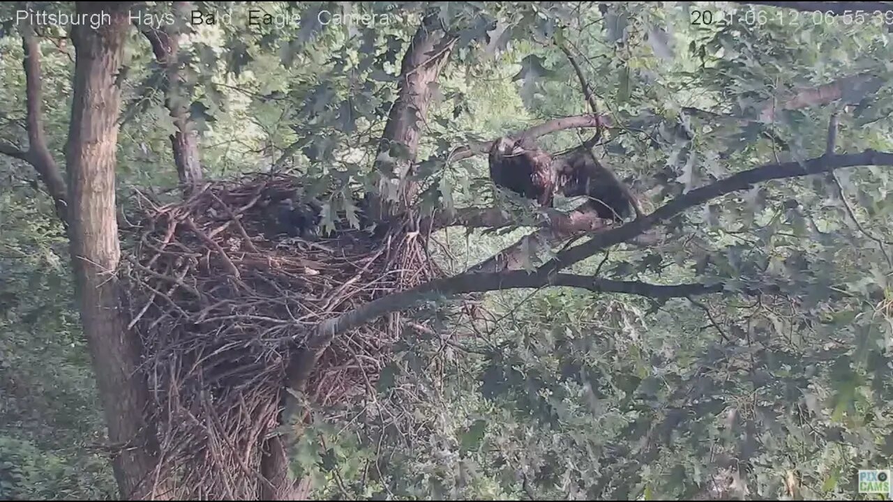 Hays Juvenile H13 flys off the nest 2021 06 12 08 6:56AM