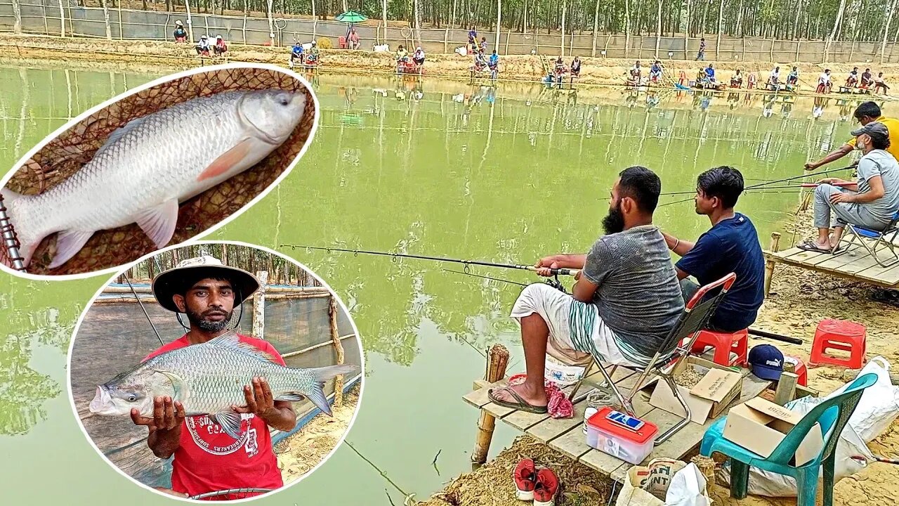 টিকিটে বড় বড় রুই কাতলা মাছ ধরা/ Fishing competition by hook