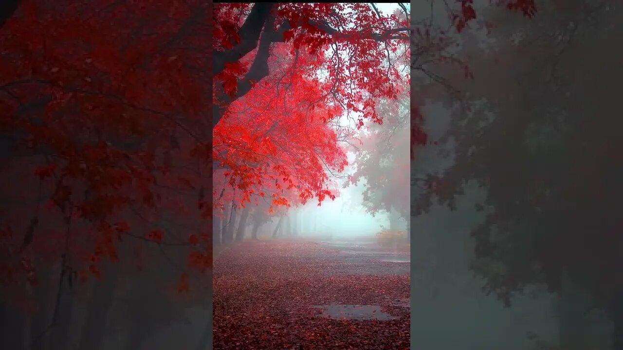 片片红叶丝丝情,瑟瑟秋风千千结。自古相思多善感,不见伊人意难醉。红叶 秋天 风景 旅行