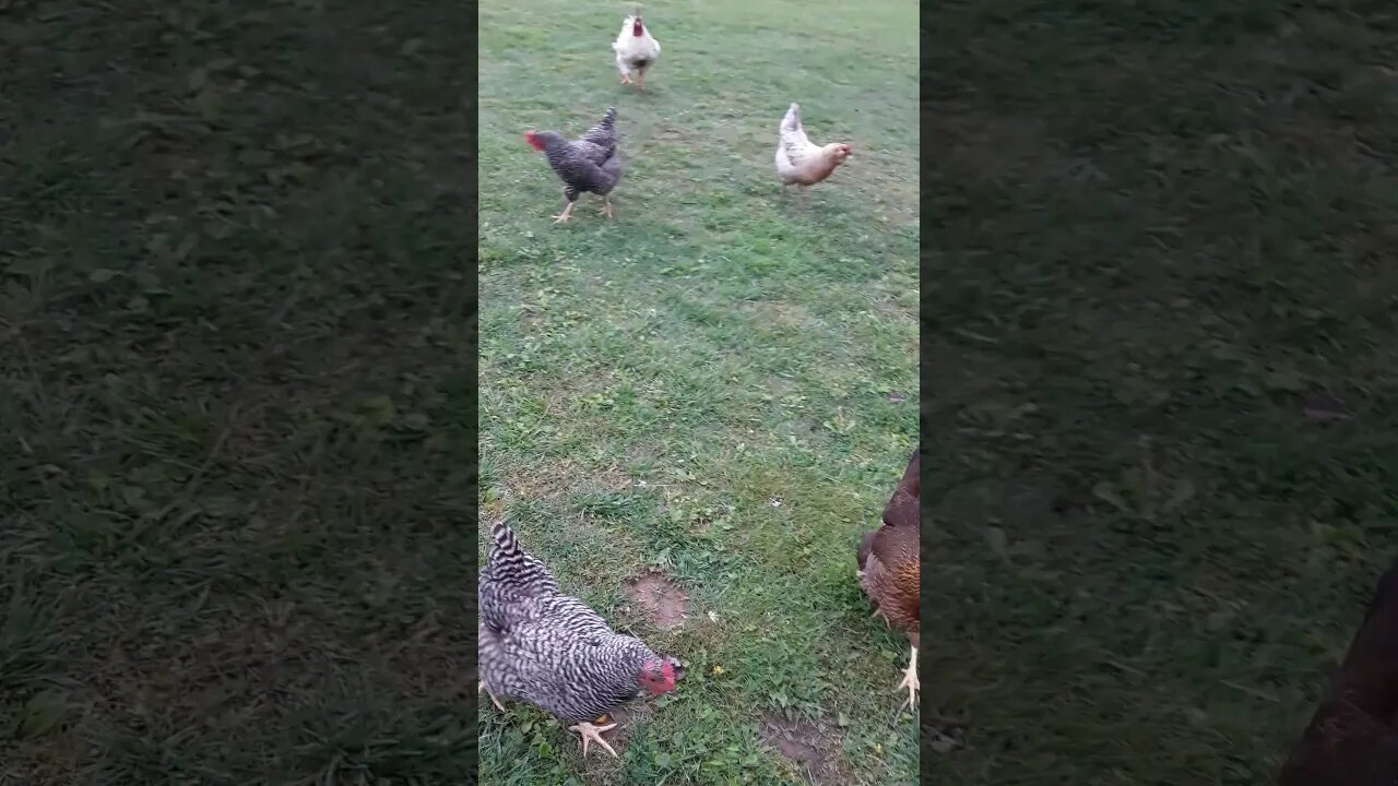 Chickens are always following me