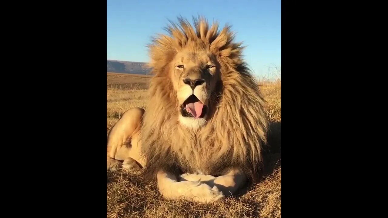 Lion, The King of the Jungle Wait for the yawn