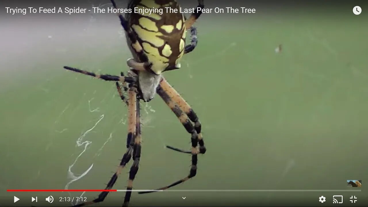 Trying To Feed A Spider - The Horses Enjoying The Last Pear On The Tree