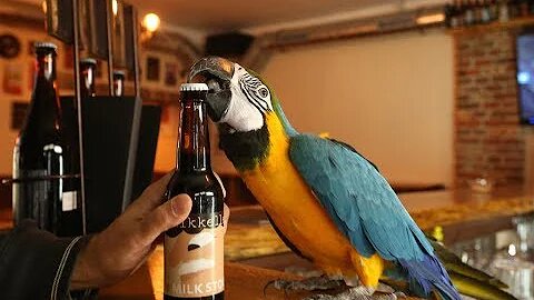 SUPER STRONG Parrot Jack opens beer bottles with his beak