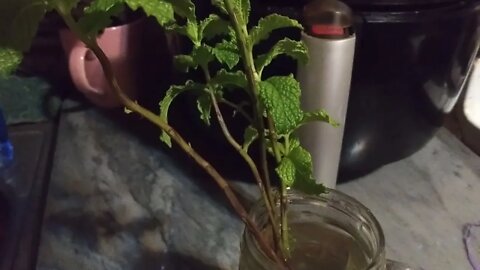 I successfully propagated a mint plant sustainable living herbs