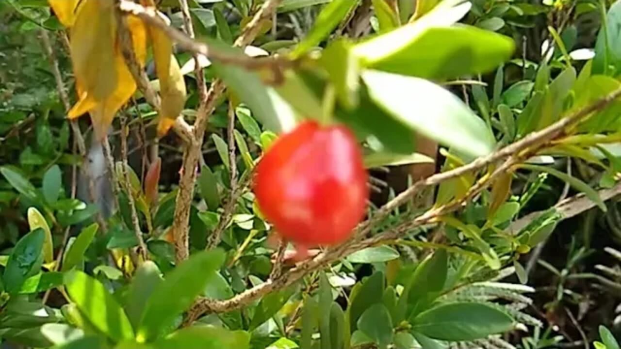 cereja mattosii Pitanguinha de Mattos (Eugênia Mattosii) excelente para vaso