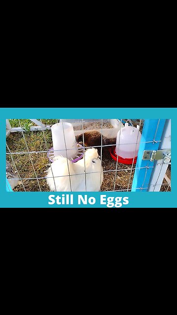 Silkie Chicken Video Check in With The Babies #Shorts