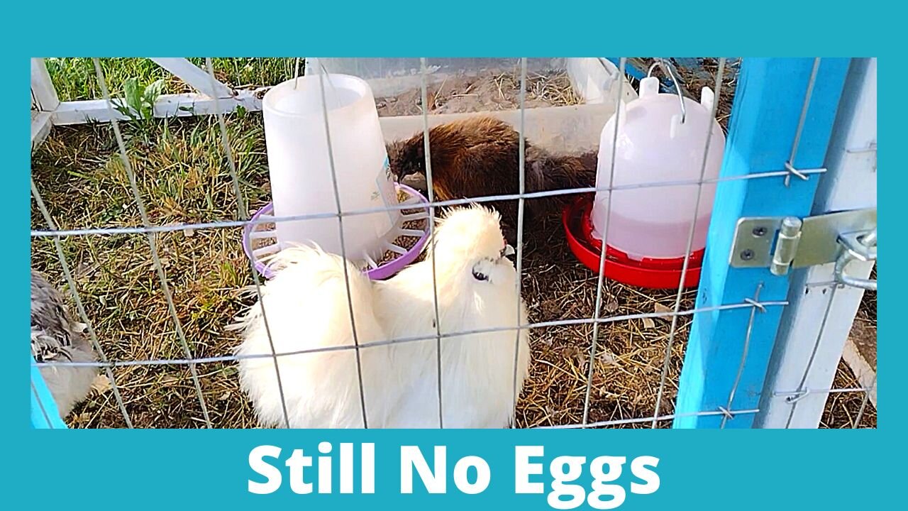 Silkie Chicken Video Check in With The Babies #Shorts