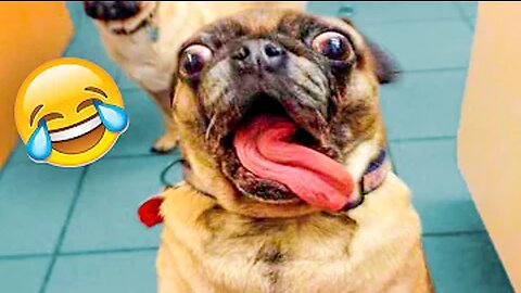 Try Not To Laugh Watching Funny Animals Compilation | Funniest Animals Vines 2019