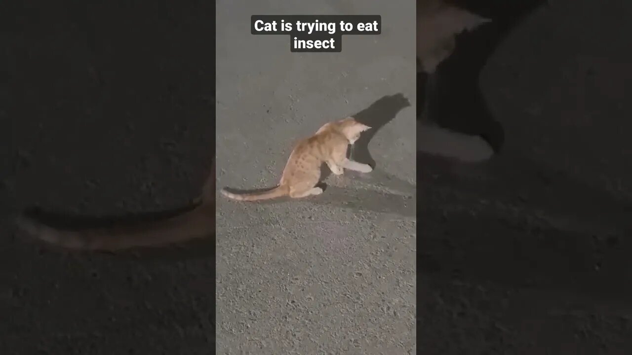 Funny Cats | Cat Trying Eating Insect and Complaining