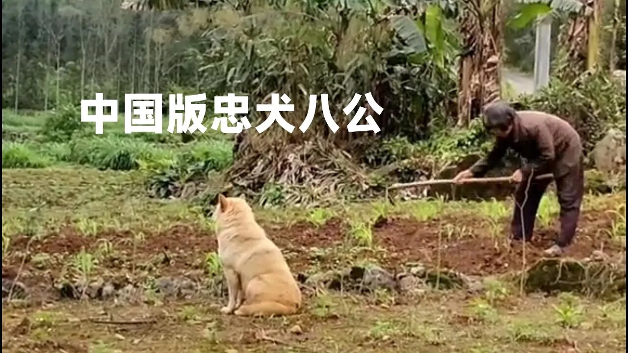这只狗，偷跑40公里回老家等去世主人，被称为中国版忠犬八公