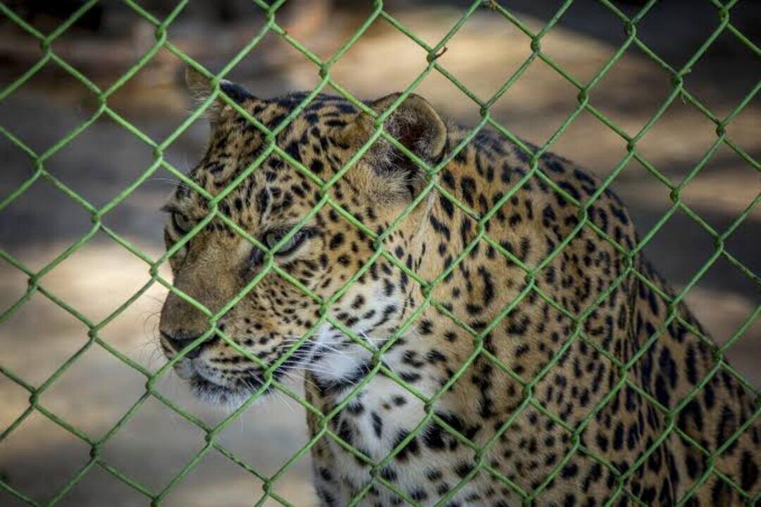 Leopard in the zoo