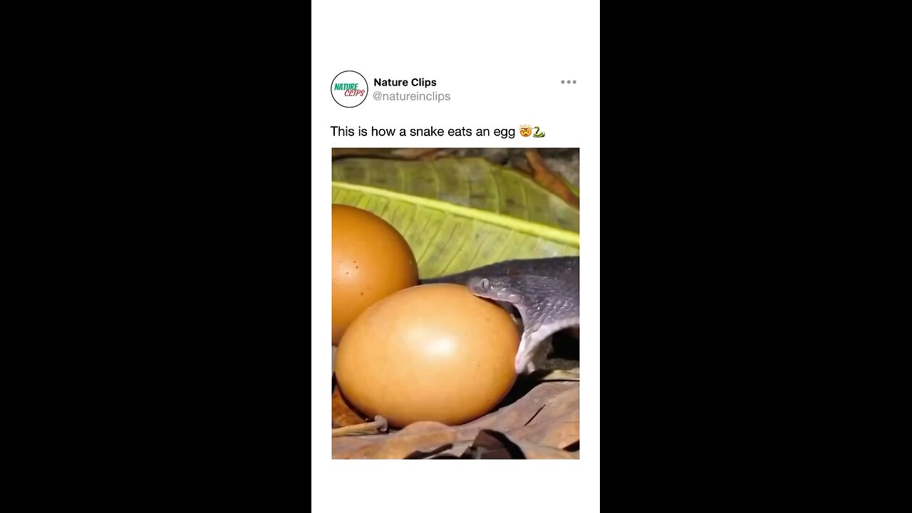 snake eat the eggs