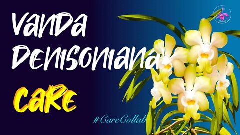 Vanda denisoniana CARE | Unfavorable Mediterranean Climate #CareCollab