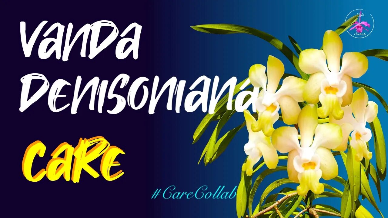 Vanda denisoniana CARE | Unfavorable Mediterranean Climate #CareCollab