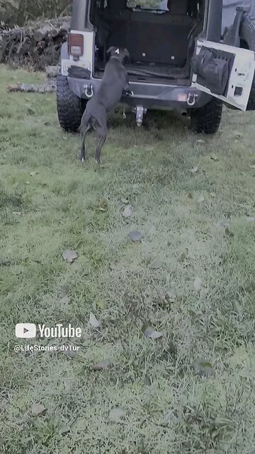 Diary of a happy dog 3😁🤣 the Longest Drive!