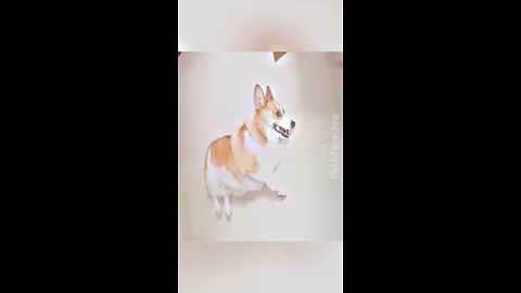 New funny cat and dog video 😂❤️