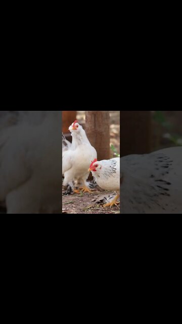 Chicken Sounds #Shorts 🍗