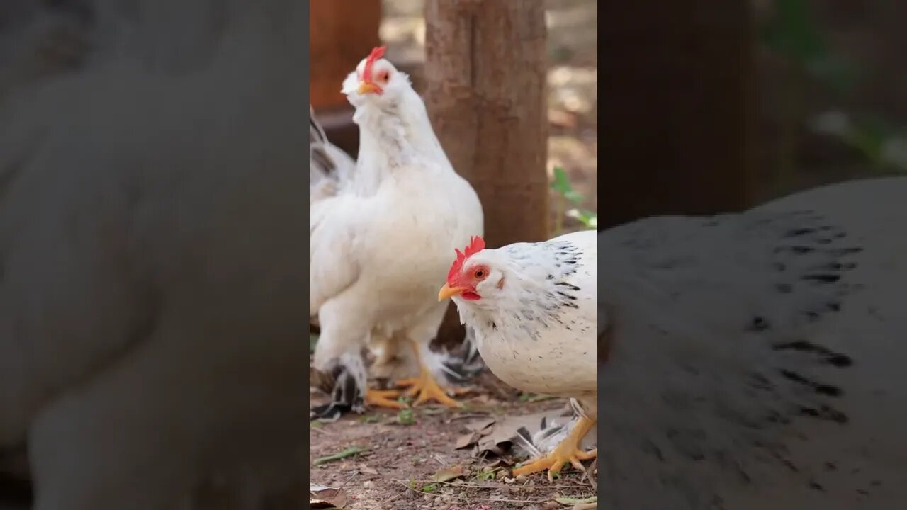 Chicken Sounds #Shorts 🍗