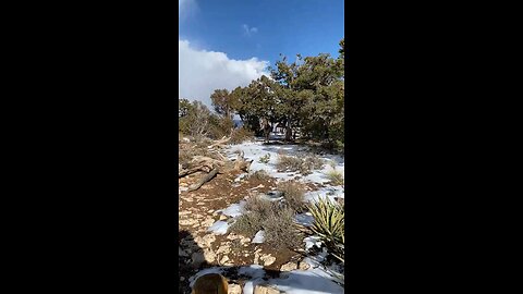 Wild elk in the Grand Canyon.
