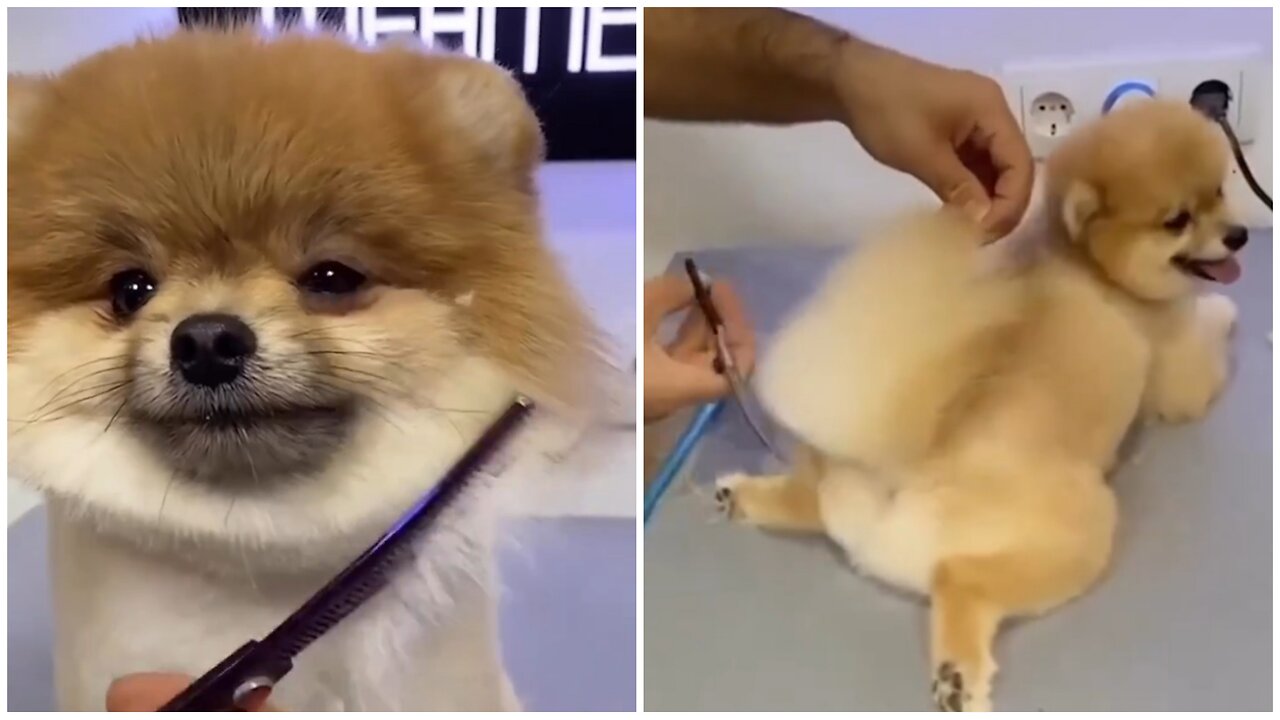 Doggie Gets A Fresh Haircut - Amazing Pet Make-over