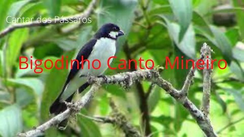 Bigodinho Canto Mineiro