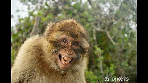 funny monkey