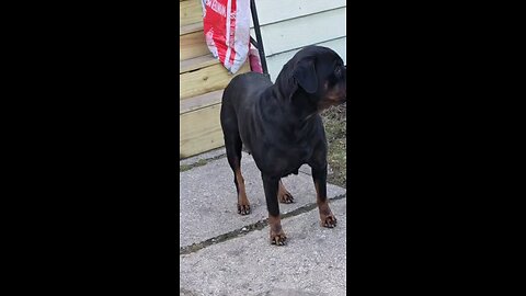 mom ZEKIBOA-Doneyuno