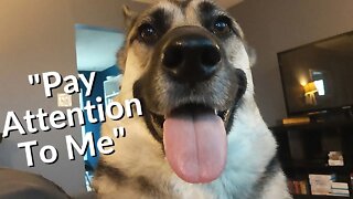 #shorts Gerberian Shepsky Temper Tantrum