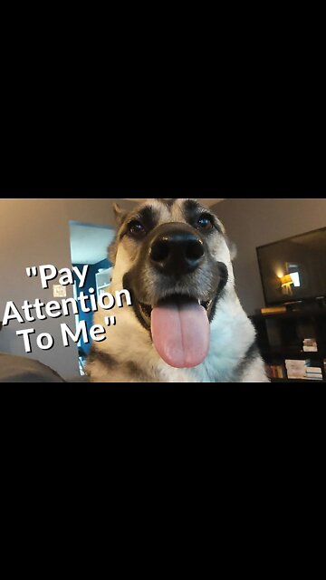 #shorts Gerberian Shepsky Temper Tantrum