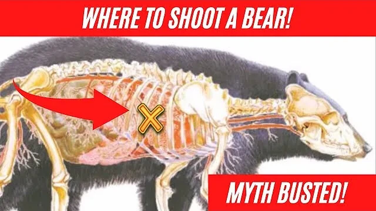 Where to shoot a bear! Bowhunting bears