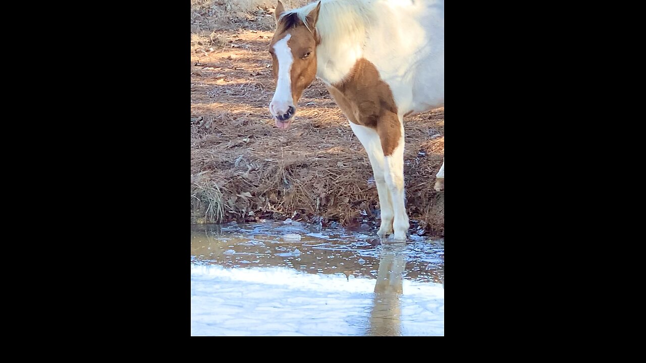 Mare teaches colt to break ice to get water and freezes her tongue