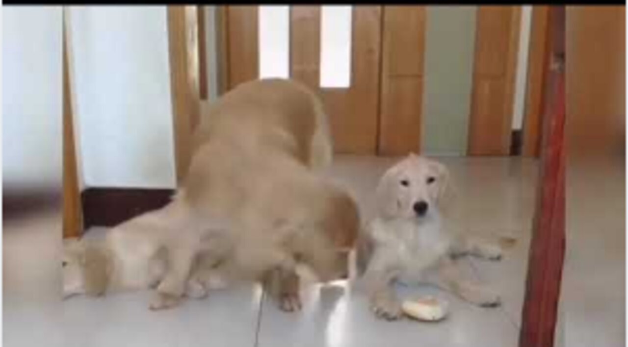 Cute Dogs #shorts