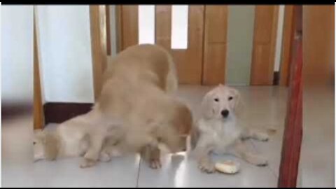 Cute Dogs #shorts
