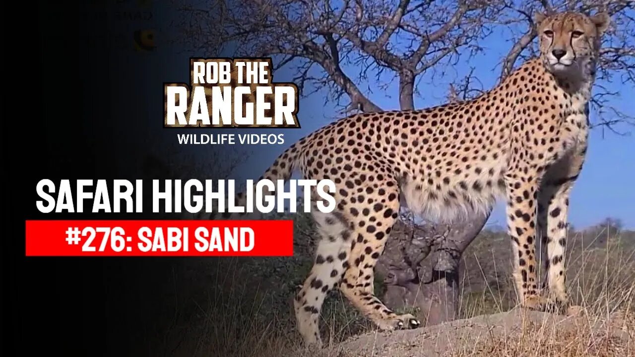 Safari Highlights #276: 24 - 27 June 2014 | Sabi Sand Nature Reserve | Latest Wildlife Sightings