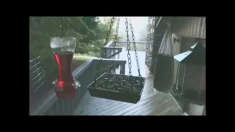 Live Bird Feeder in Asheville NC. In the mountains. Aug. 18 2021