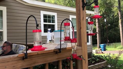 Hummingbirds live stream