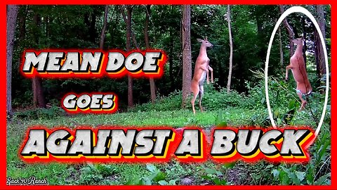 Mean doe dosen't back down from a buck