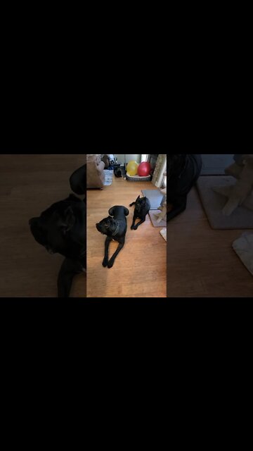 Discipline is the key to manage a strong breed